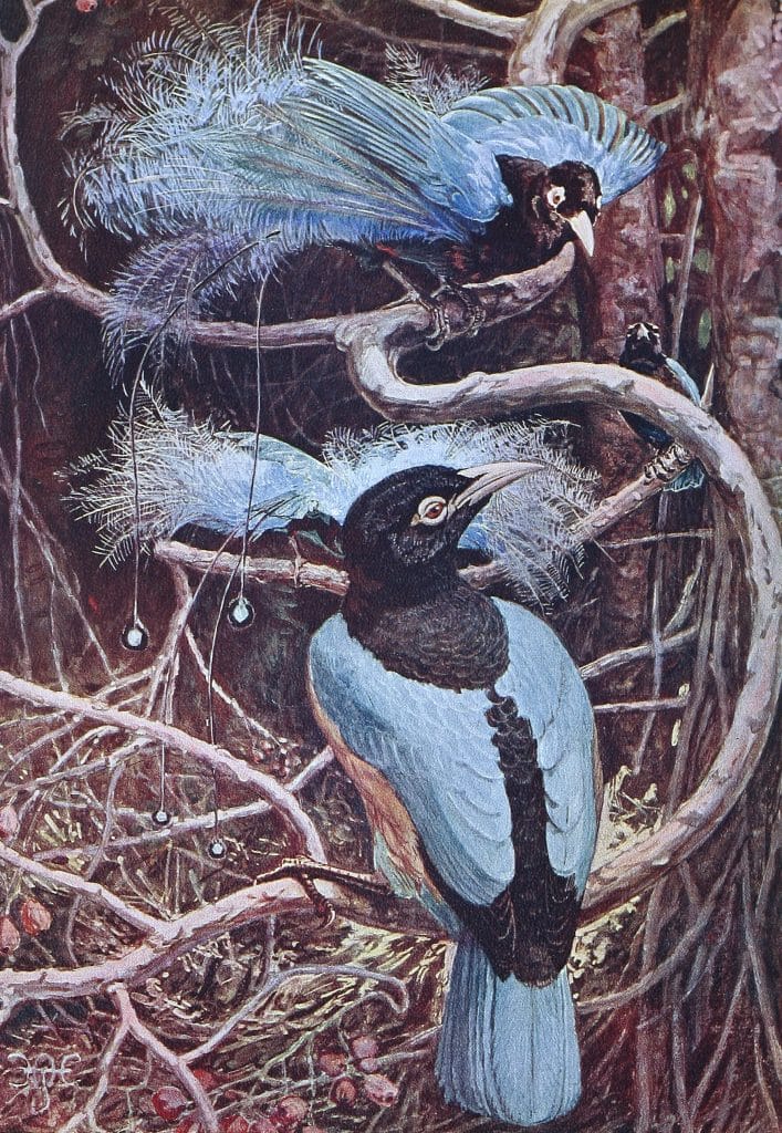 Blue Bird of Paradise Vintage Illustration