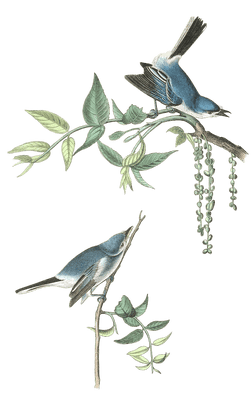 Blue Grey Flycatcher Bird Vintage Illustrations