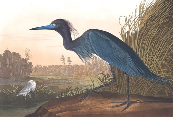 Blue Heron Bird Vintage Illustrations