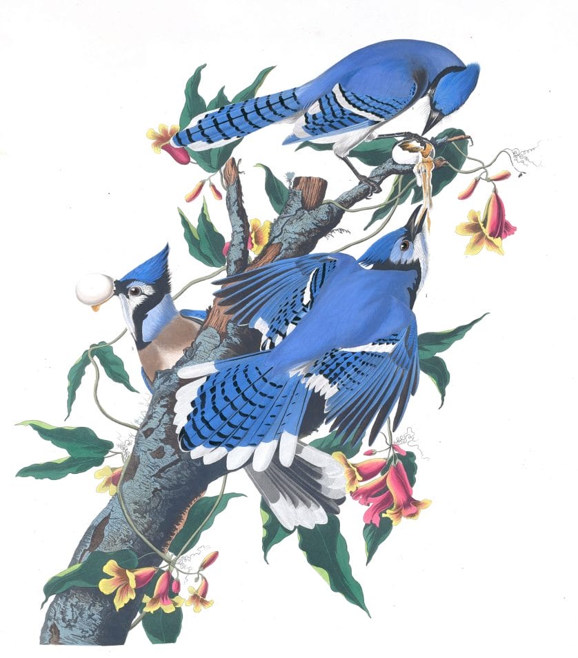 Blue Jay Bird Vintage Illustrations