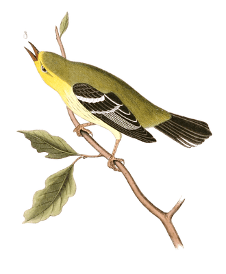 Blue Mountain Warbler Bird Vintage Illustrations