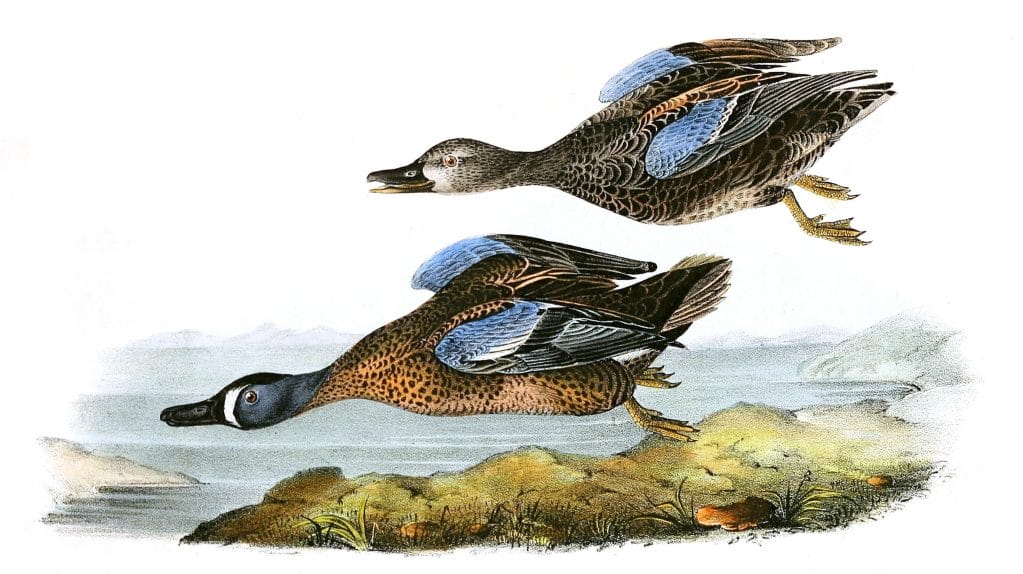 Blue Winged Duck Bird Vintage Illustrations