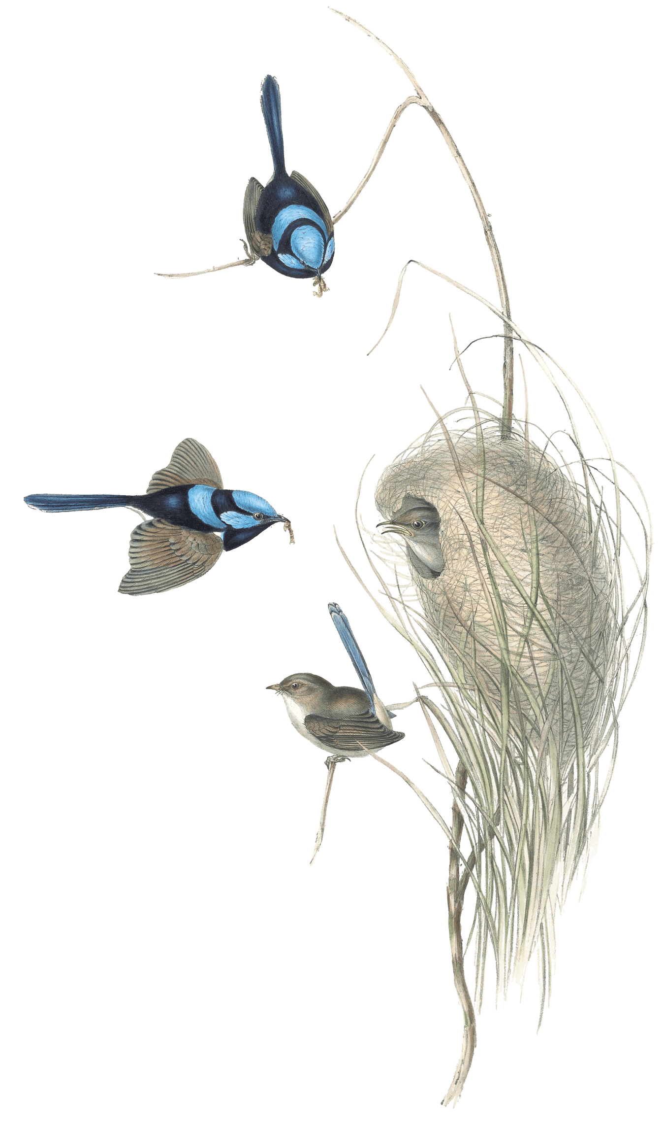 Blue Wren Bird Vintage Illustrations
