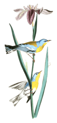 Blue Yellow Backed Wood Warbler Bird Vintage Illustrations