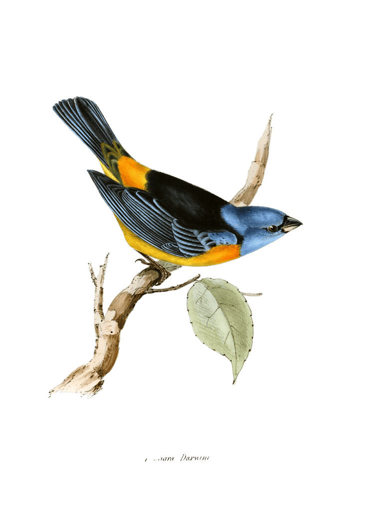 Blue and Yellow Tanager Finch