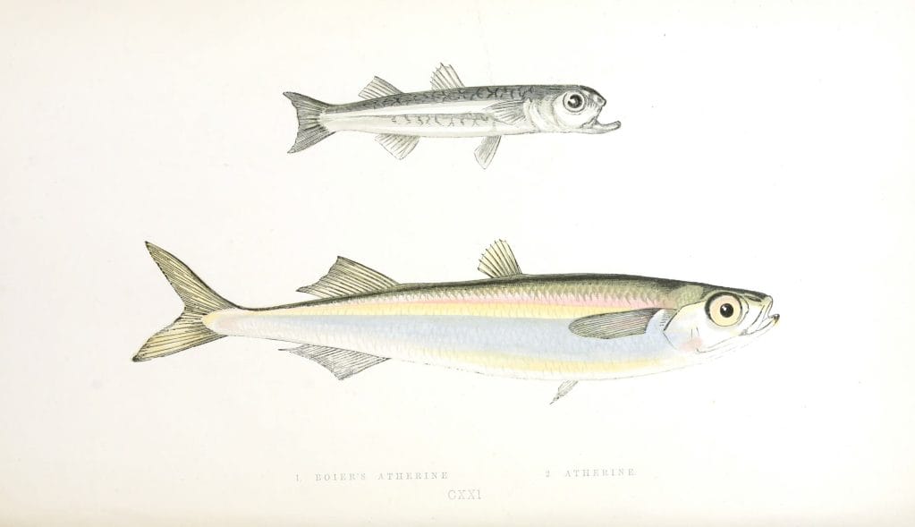Boiers Atherine And Atherine Fish Vintage Illustration