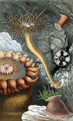 Bolocera Tuediae Anthea Cereus Aiptasia COuchii Sacartia Coccinea Vintage Sea Anemone Illustration
