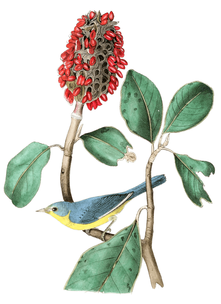 Bonapartes Flycatching Warbler Bird Vintage Illustrations