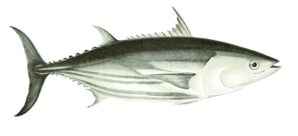 Bonito Fish Vintage Illustration
