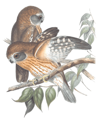 Boobook Owl Bird Vintage Illustrations