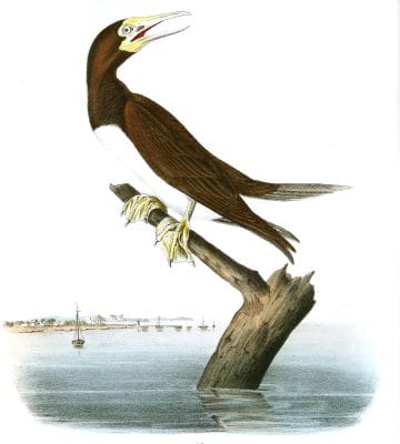 Booby Gannet Bird Vintage Illustrations