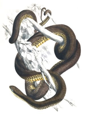 Boomslange Snake Bucephalus Capensis C Vintage Illustration