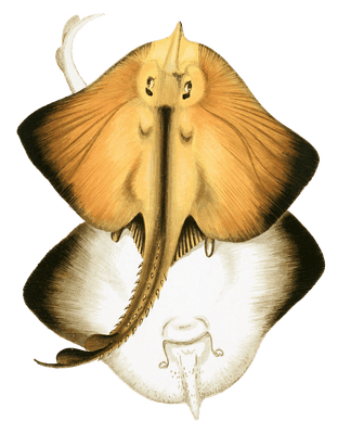 Bordered Ray Vintage Illustration