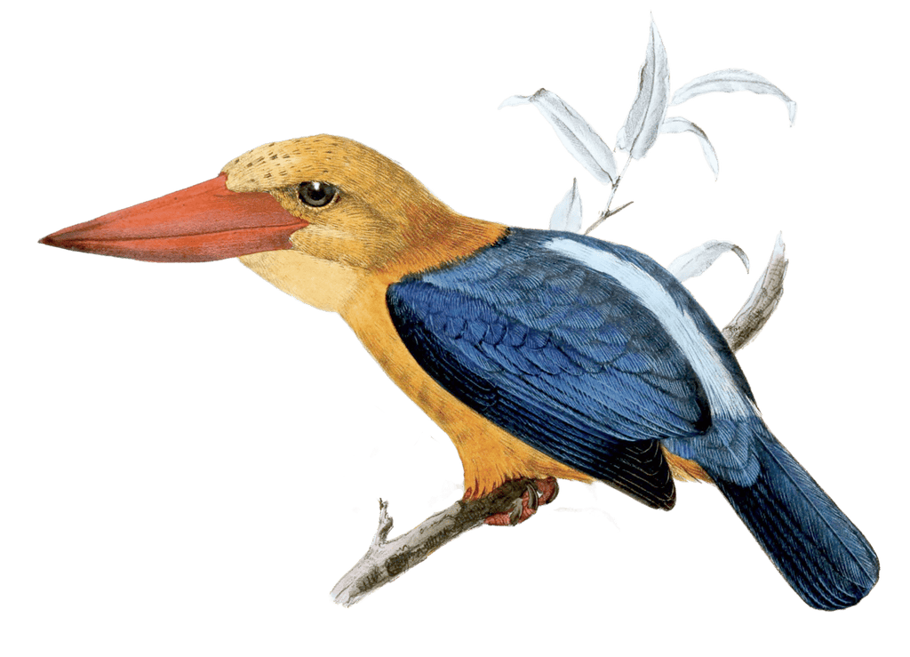 Bornean Stork Billed Kingfisher Bird Vintage Illustration