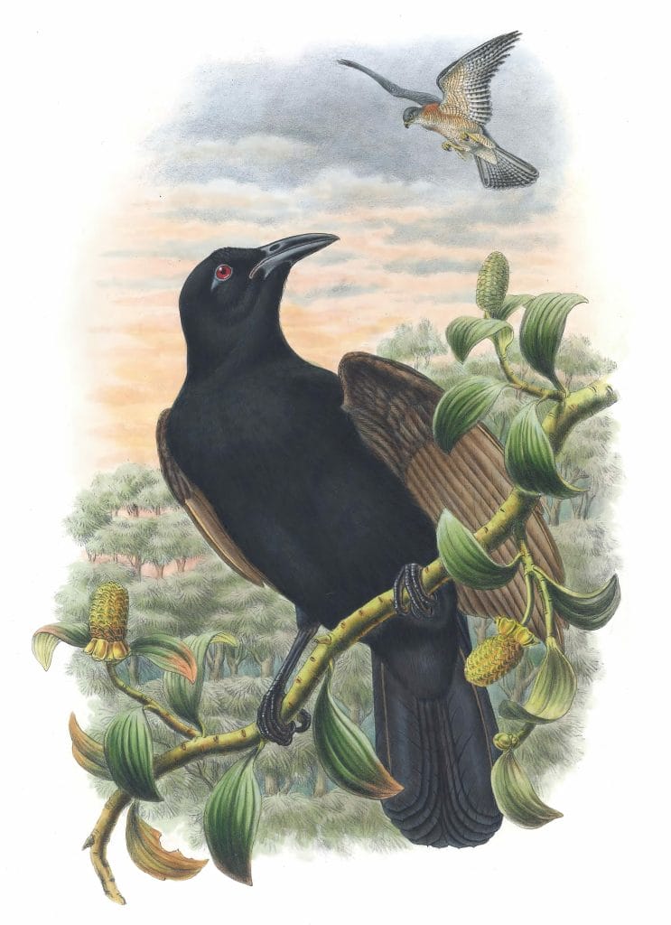 Borwn-Winged-Paradise-Crow-Lycocorax-Pyrrhopterus-Vintage-Illustration