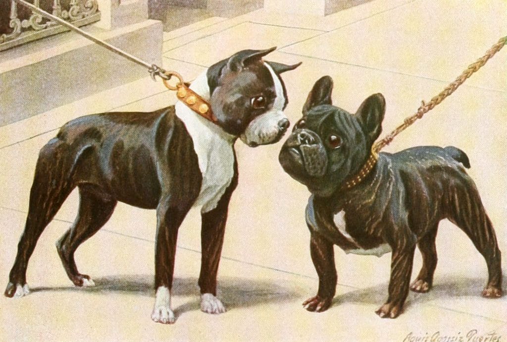 Boston Terrier and French Bulldog Vintage Illustrations