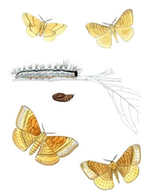 Brachytera-Phalaenaria-Eupterote-Diffusa-Eupterote-Mollifera-Moth-Vintage-Illustration