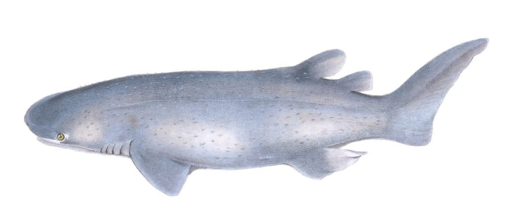 Bramble shark Echinorhinus Obesus