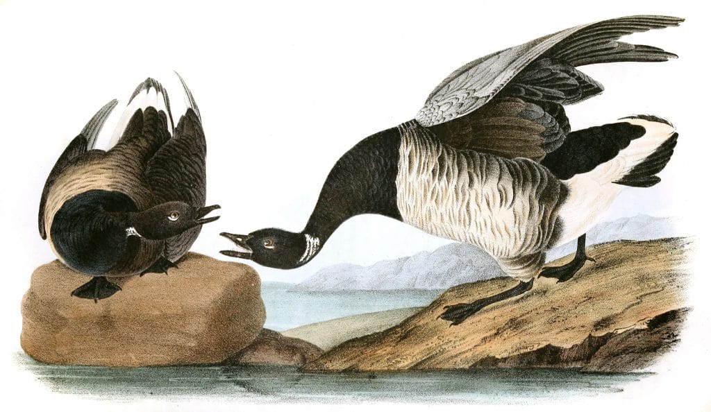 Brant Goose Bird Vintage Illustrations