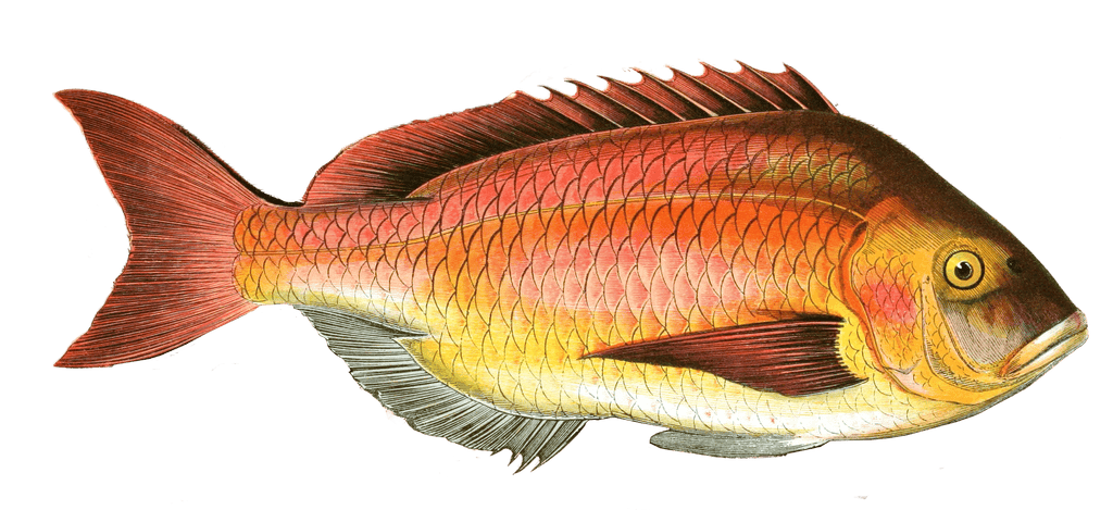 Bream Fish Vintage Illustration