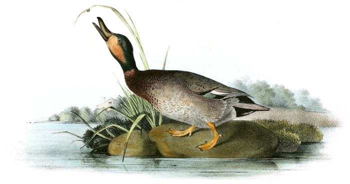 Brewers Duck Bird Vintage Illustrations