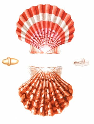 Bright red scallop shell Vintage Shell Illustration