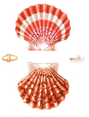 Bright red scallop shell Vintage Shell Illustration