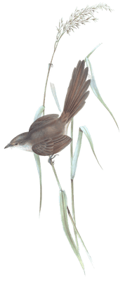 Bristle Bird Bird Vintage Illustrations