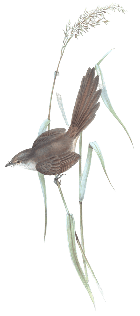 Bristle Bird Bird Vintage Illustrations