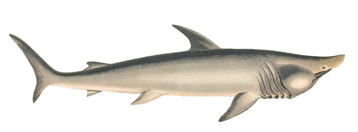 Broad Headed Gazer shark Vintage Illustration