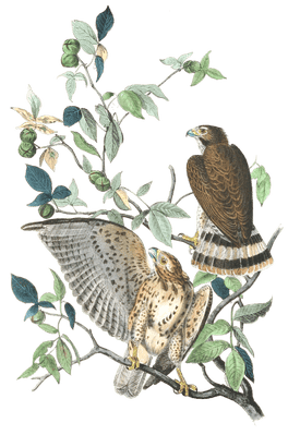 Broad Winged Buzzard Bird Vintage Illustrations
