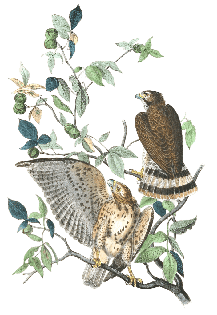 Broad Winged Buzzard Bird Vintage Illustrations