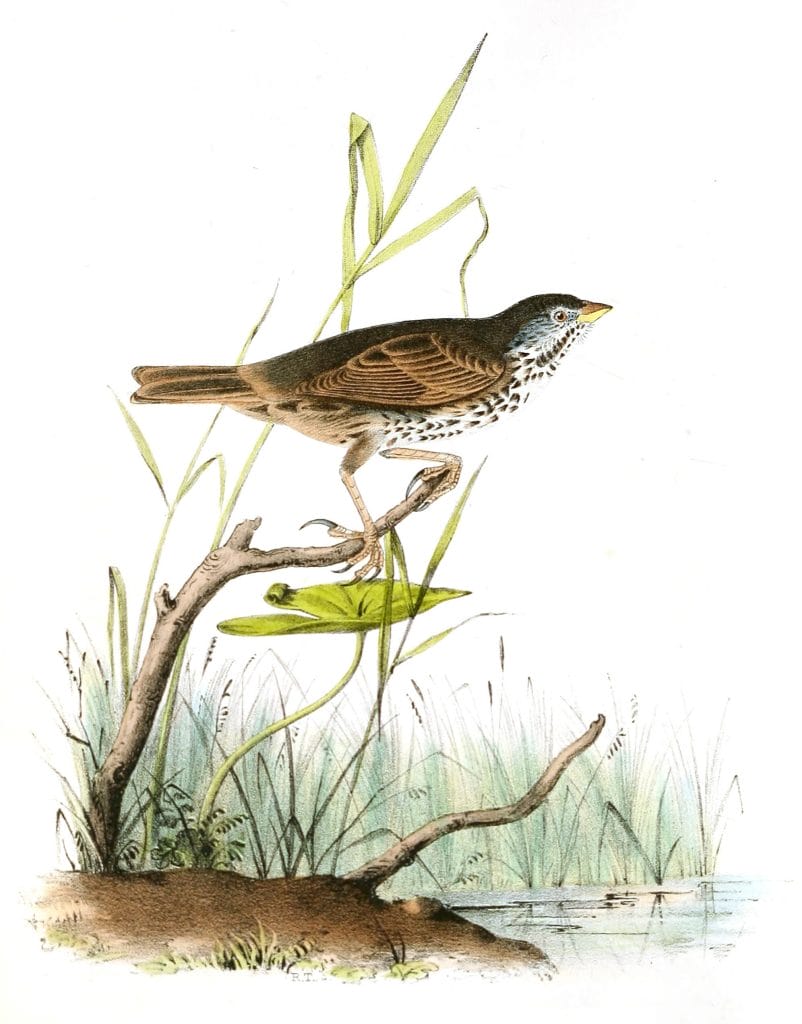 Brown Finch Bird Vintage Illustrations