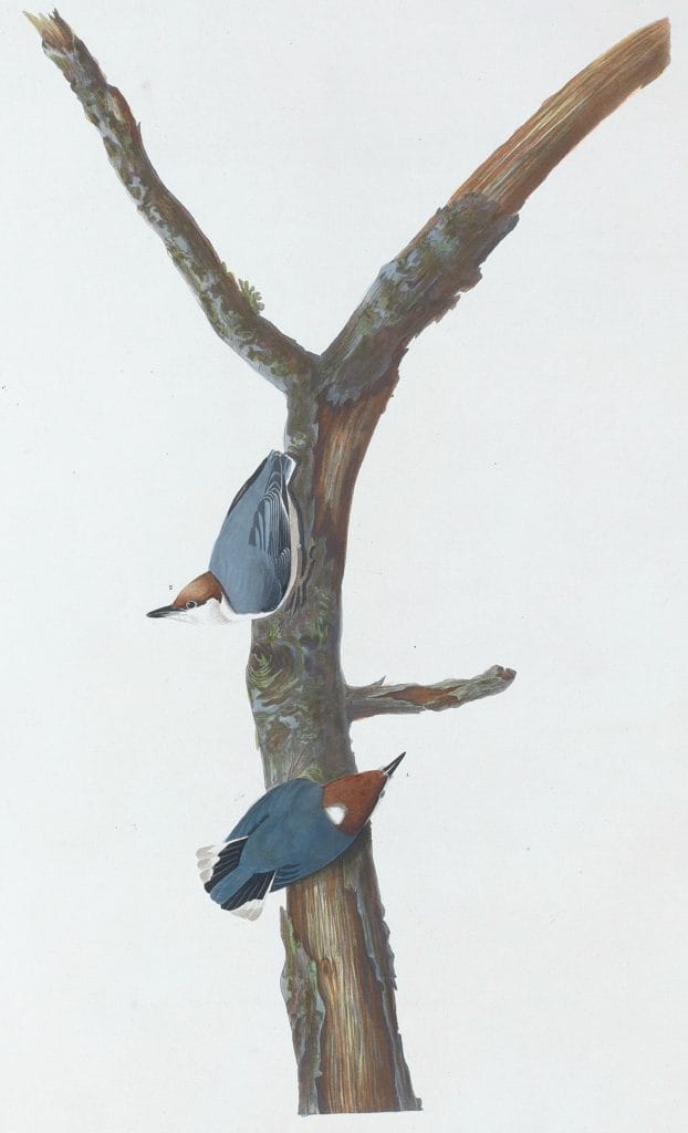 Brown Headed Nuthatch Bird Vintage Illustrations