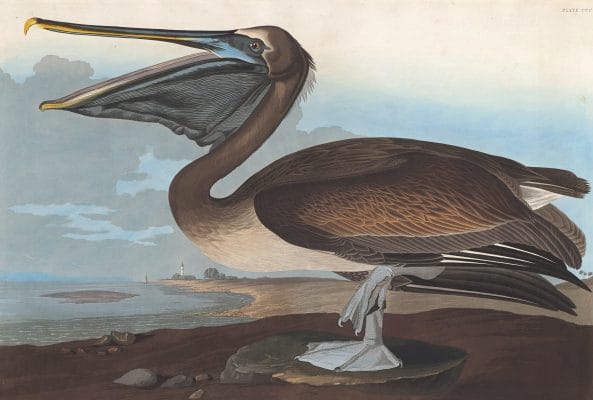 Brown Pelican 1 Bird Vintage Illustrations
