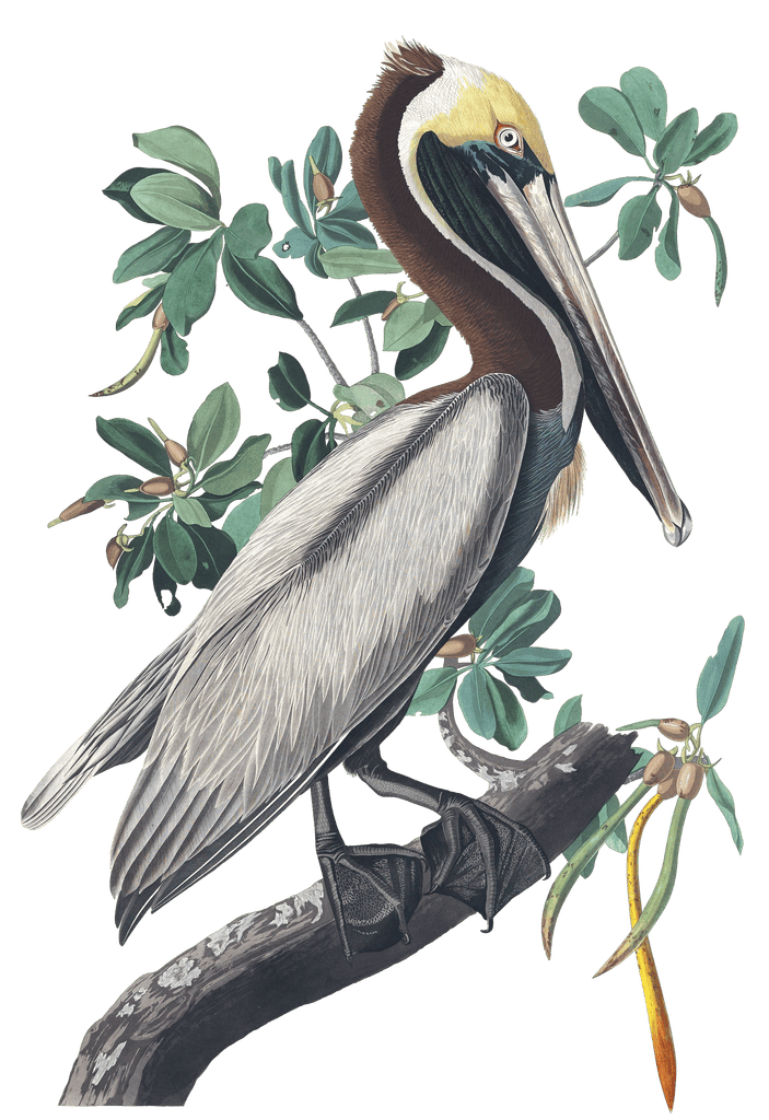 Brown Pelican Bird Vintage Illustrations