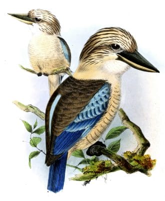 Buff Laughing Kingfisher Bird Vintage Illustration