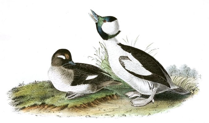 Buffed Headed Duck Bird Vintage Illustrations