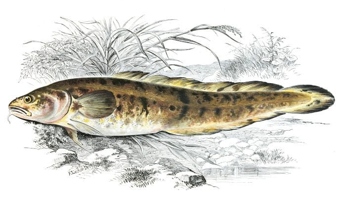 Burbolt Fish Vintage Illustration