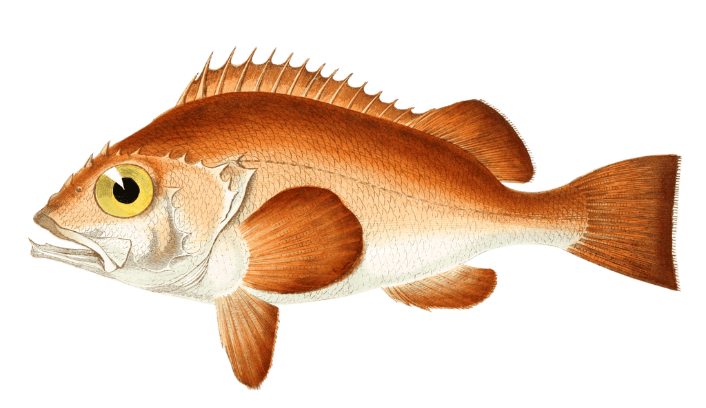 Burgyit Fish Vintage Illustration