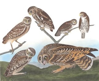 Burrowing Day Owl Bird Vintage Illustrations