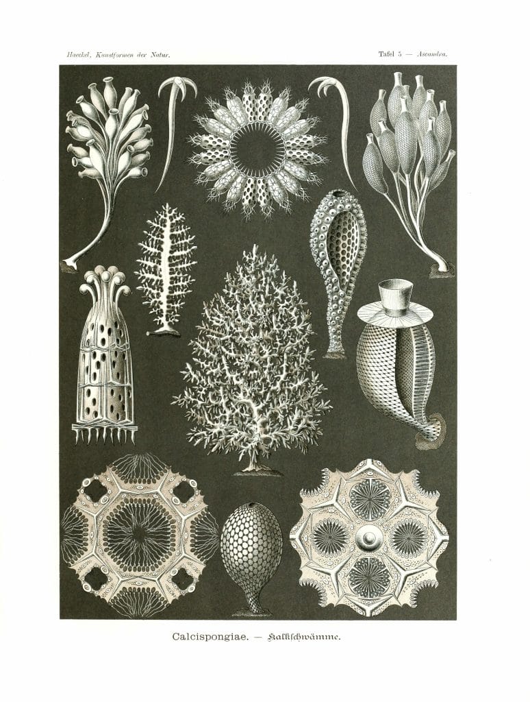 Calcispongiae Vintage Sea creature Illustration