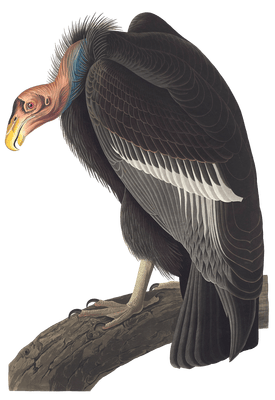 Californian Turkey Vulture Bird Vintage Illustrations