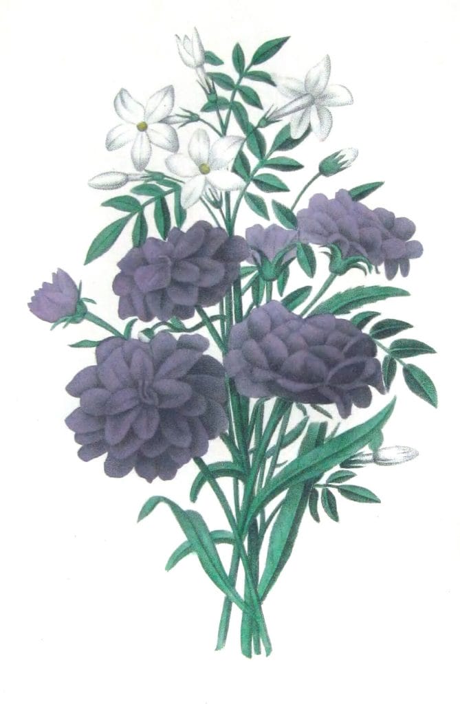 Campanules Doubles Vintage Flower Illustration