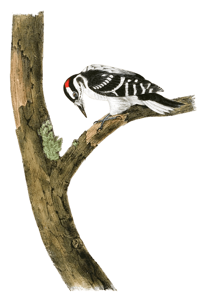 Canadian Woodpecker Bird Vintage Illustrations