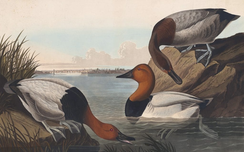 Canvas Back Duck Bird Vintage Illustrations