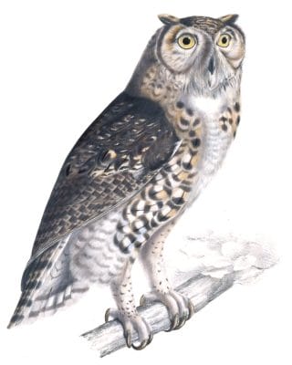 Cape Eagle Owl Bubo capensis