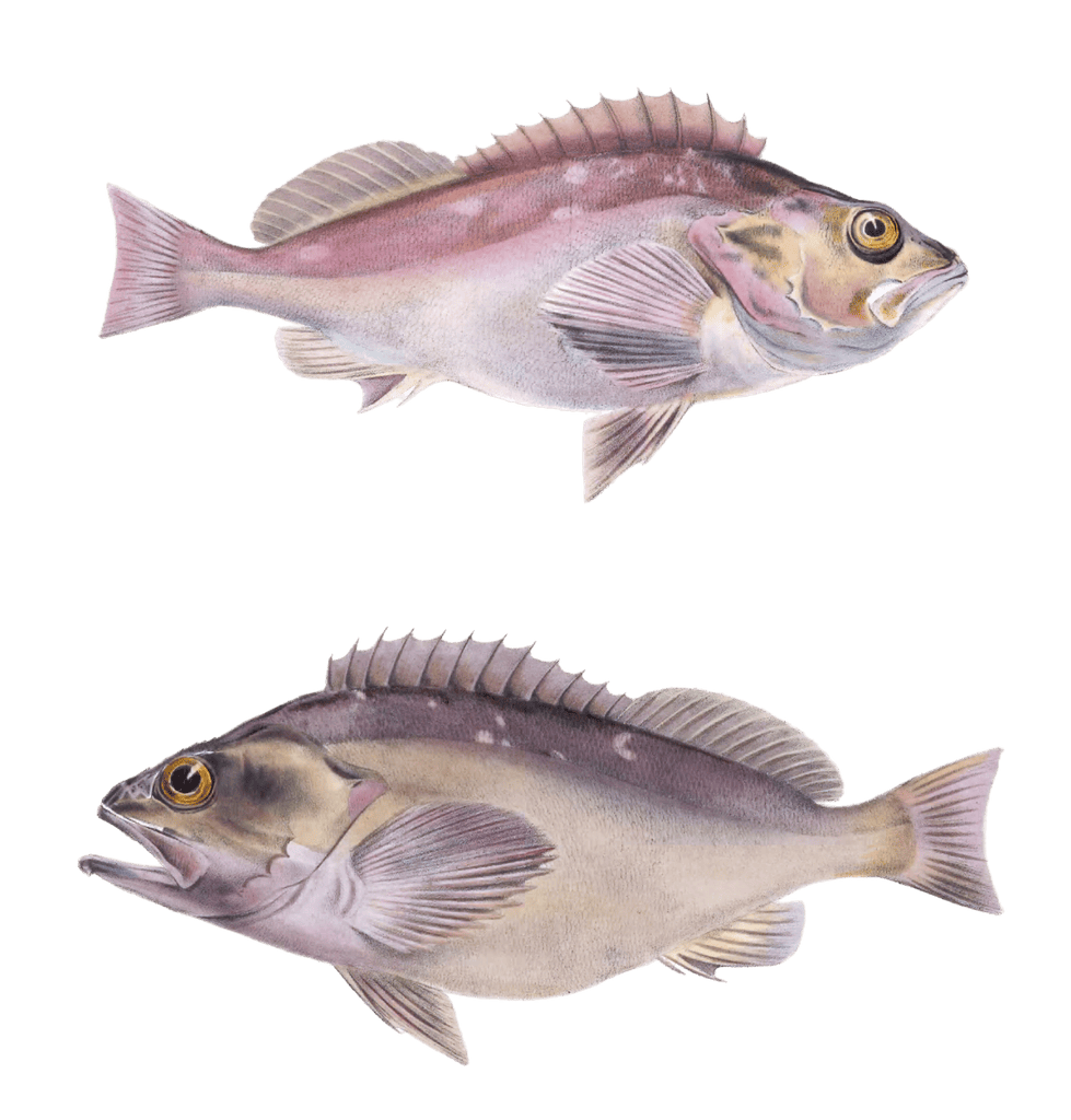 Cape Redfish Sebastes Capensis and rosethorn rockfish Maculatus