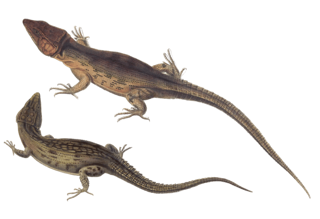 Cape crag lizard Cordylus Microlepidotus 3 Vintage Illustration