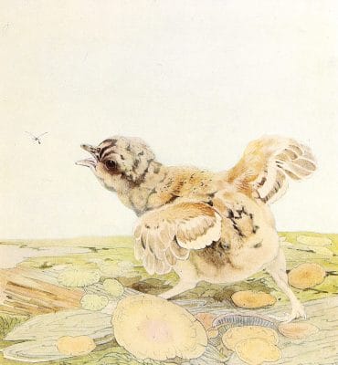 Capercailzie Vintage Baby Bird Illustration